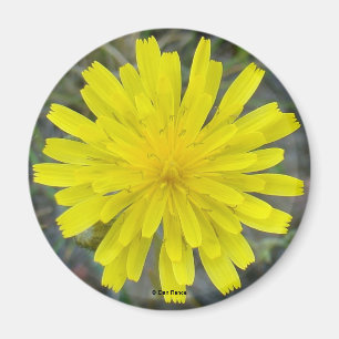 Imán F16 Flor Amarilla Rey Diablo