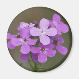 Imán F19 Flores Silvestres Purpúreas Damas Rocket