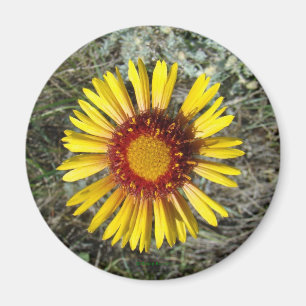 Imán F1 Flor Silvestre Amarilla Gaillardia
