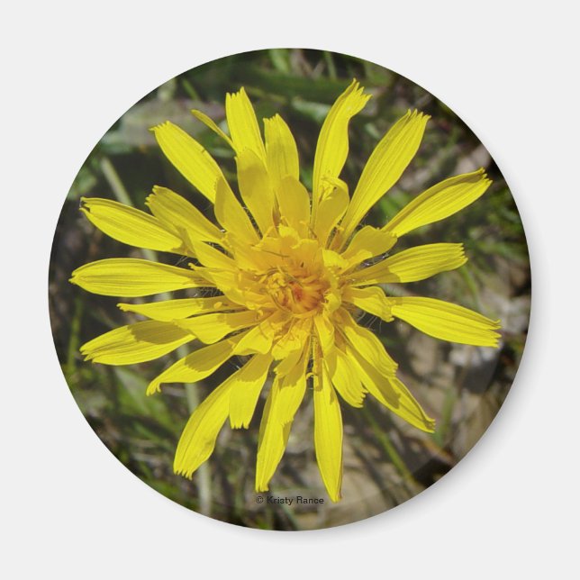 Imán F21 Barba de halcones con hojas estrechas de flor  (Frente)