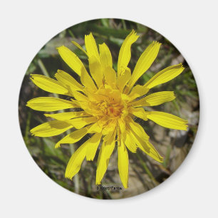 Imán F21 Flor silvestre amarilla Crepis de hoja estrech