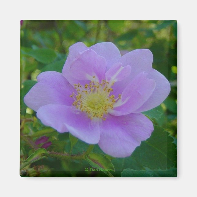 Imán F37 Rosa silvestre (Frente)