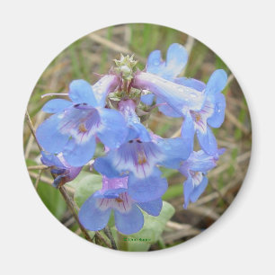Imán F3 Flores Silvestres Azules Penstemon Azul Delgado
