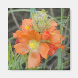 Imán F40 Naranja Wildflowers Scarlet Mallow