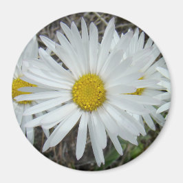 Imán F42 Flores silvestres blancas Aster liso