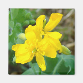 Imán F44 Flores silvestres amarillas mostaza salvaje