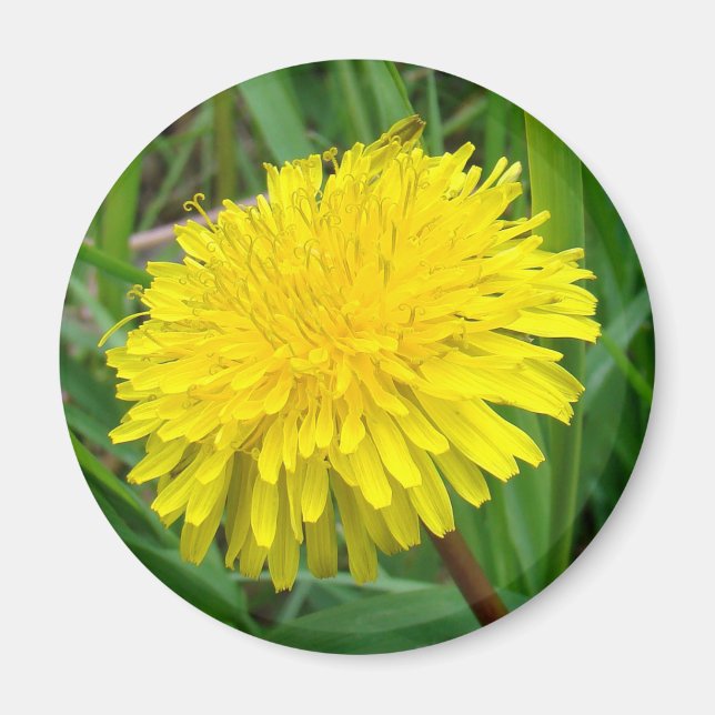 Imán F45 Diente de león "Taraxacum officinale" (Frente)