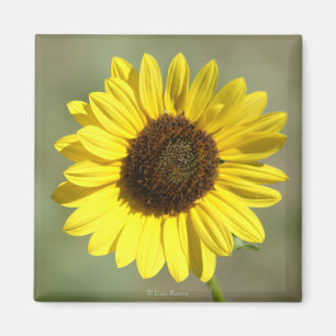 Imán F47 Flor silvestre amarilla Frecuente Girasol anua