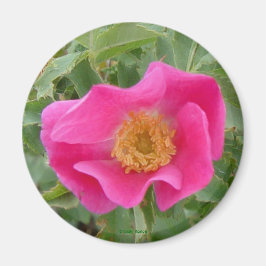 Imán F4 Rosa salvaje