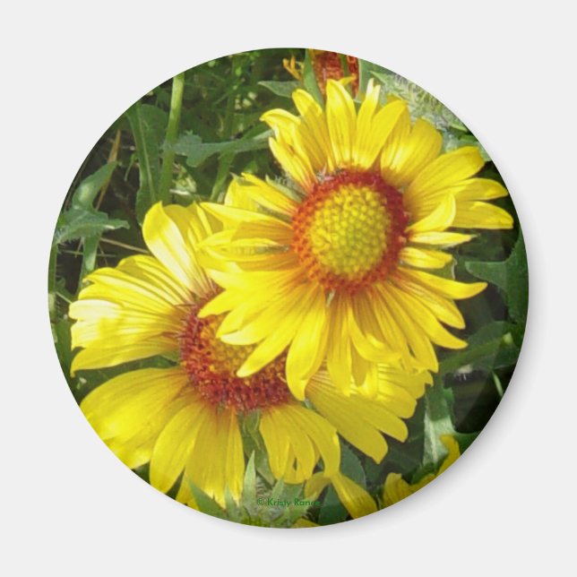 Imán F6 Flores silvestres amarillas Gaillardia (Frente)