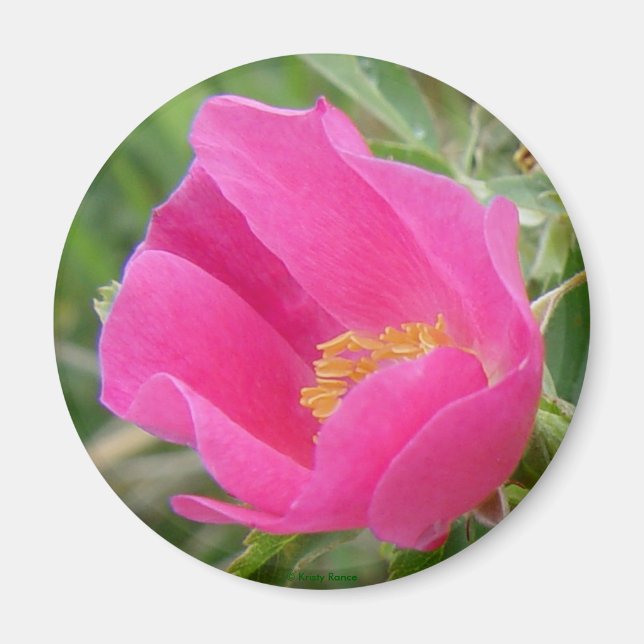 Imán F7 Rosa salvaje (Frente)