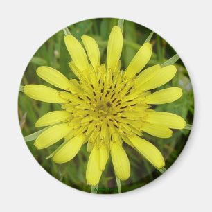 Imán F9 Flor Amarilla Barba de Cabra Tragopogon dubius