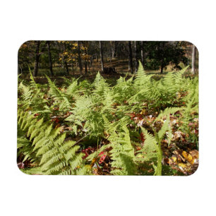 Imán Fall Ferns