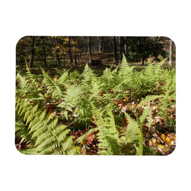 Imán Fall Ferns (Horizontal)