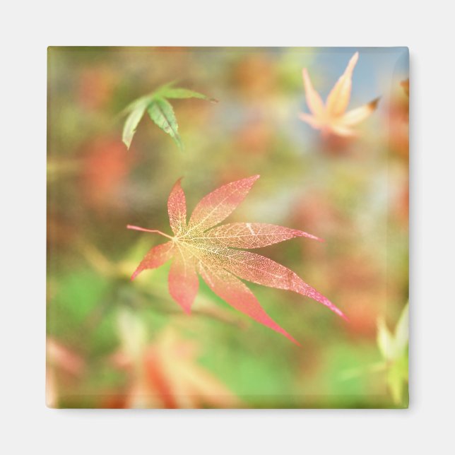 Imán Fall Filigree Magnet (Frente)