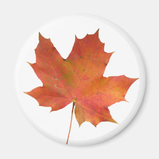 Imán Fallen Leaf 01