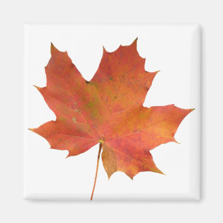 Imán Fallen Leaf 01
