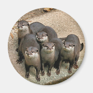Imán Familia adorable de la nutria
