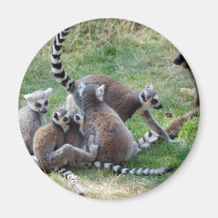 Imán Familia atada anillo del lemur