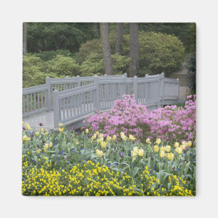 Imán Familia Azalea Heath (Ericaceae), Tulipán, y