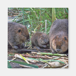 Imán Familia Beaver