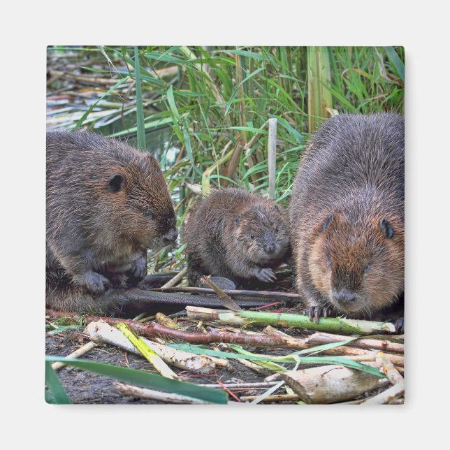 Imán Familia Beaver (Frente)