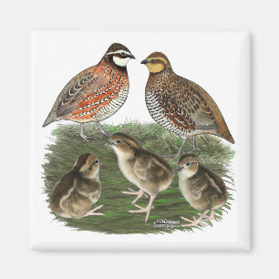 Imán Familia Bobwhite Quail