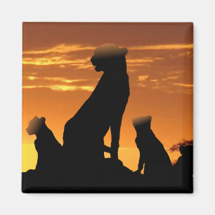 Imán Familia Cheetah