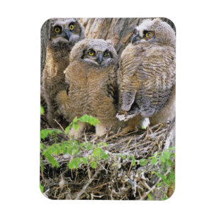 Imán Familia de búhos cornudos jóvenes (Bubo virginianu