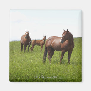 Imán Familia de caballo en campo