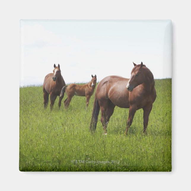 Imán Familia de caballos en el campo (Frente)