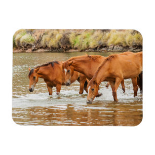 Imán Familia de caballos marrones en el río