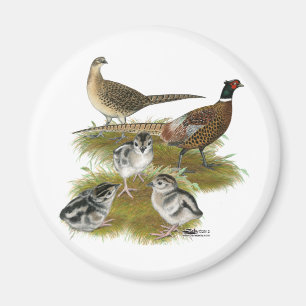 Imán Familia de faisanes de collar