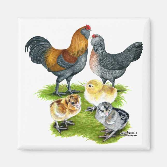 Imán Familia de Gallinas Ameraucana (Frente)