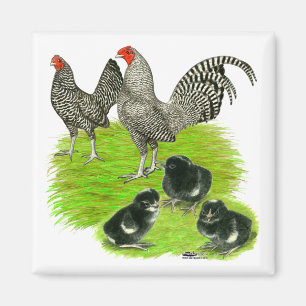 Imán Familia de gallinas enanas Old English Barred