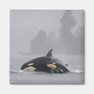 Imán Familia de la orca