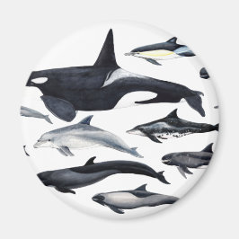 Imán Familia de los delfines: orcas, delfines, marsopas