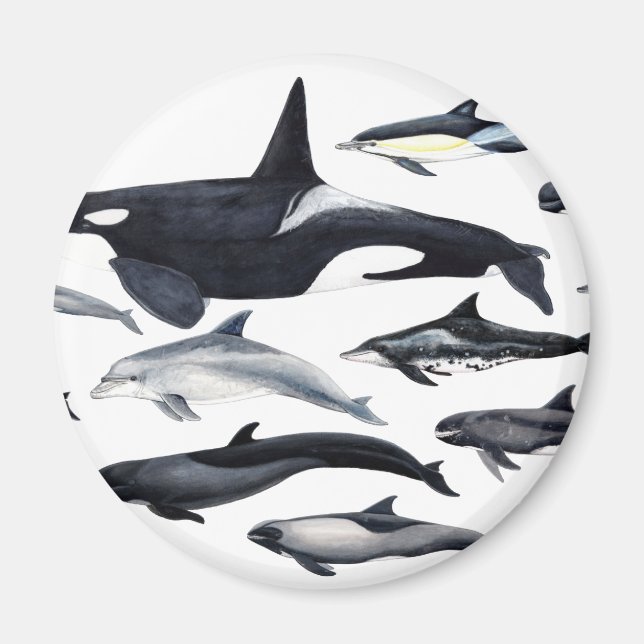 Imán Familia de los delfines: orcas, delfines, marsopas (Frente)