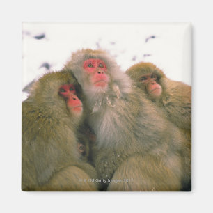 Imán Familia de macaque japonés, Jigokudani,