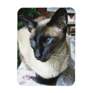 Imán Familia de Mascotas de fotografía personalizados p