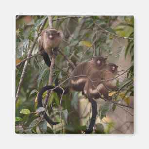 Imán Familia de monos tití
