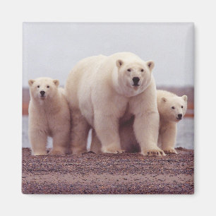 Imán Familia de osos polares