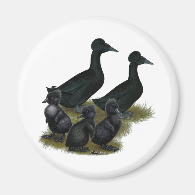 Imán Familia de patos crestado negro (Frente)