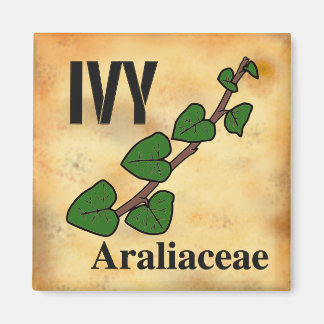 Imán Familia de plantas de hiedra arte lineal fondo de