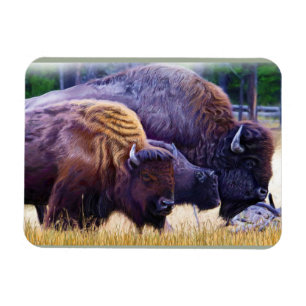 Imán Familia del bisonte americano