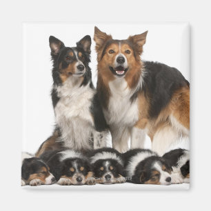 Imán Familia del border collie