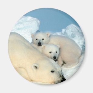 Imán Familia del oso polar