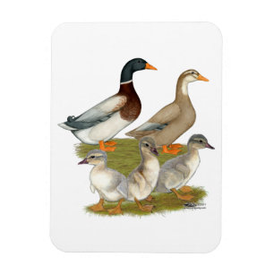 Imán Familia del pato de Sajonia