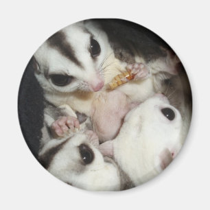 Imán familia del planeador del azúcar con joey