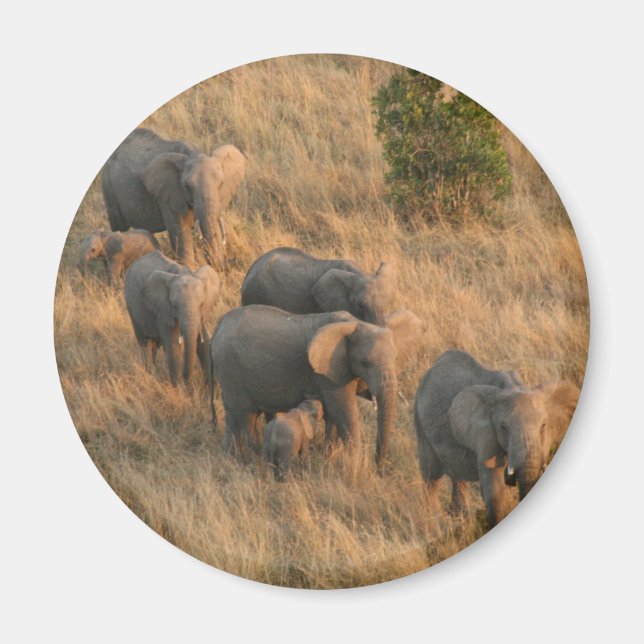 Imán familia elefante (Frente)